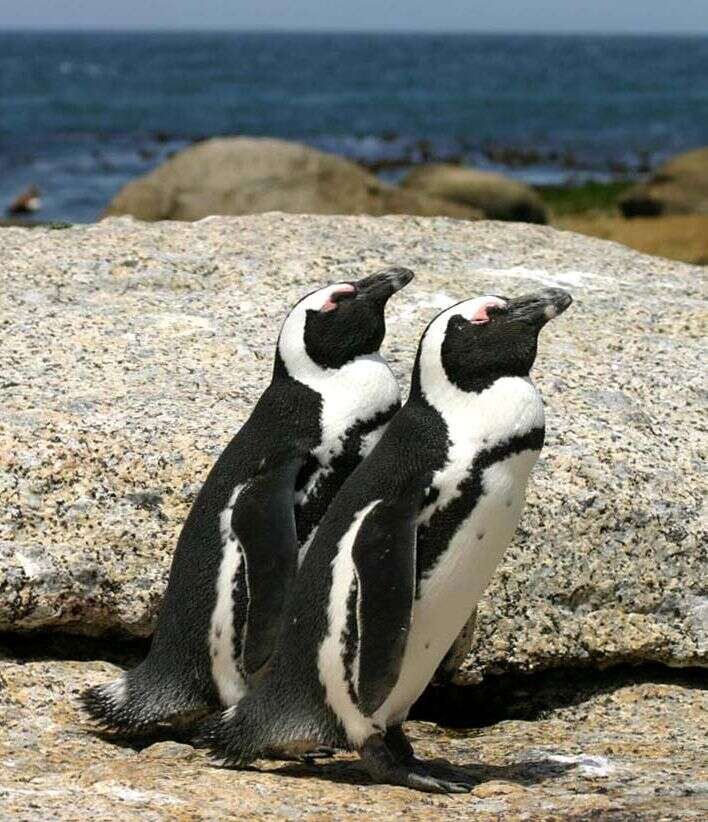 African penguins on the rocks at Boulders Beach, Cape Town