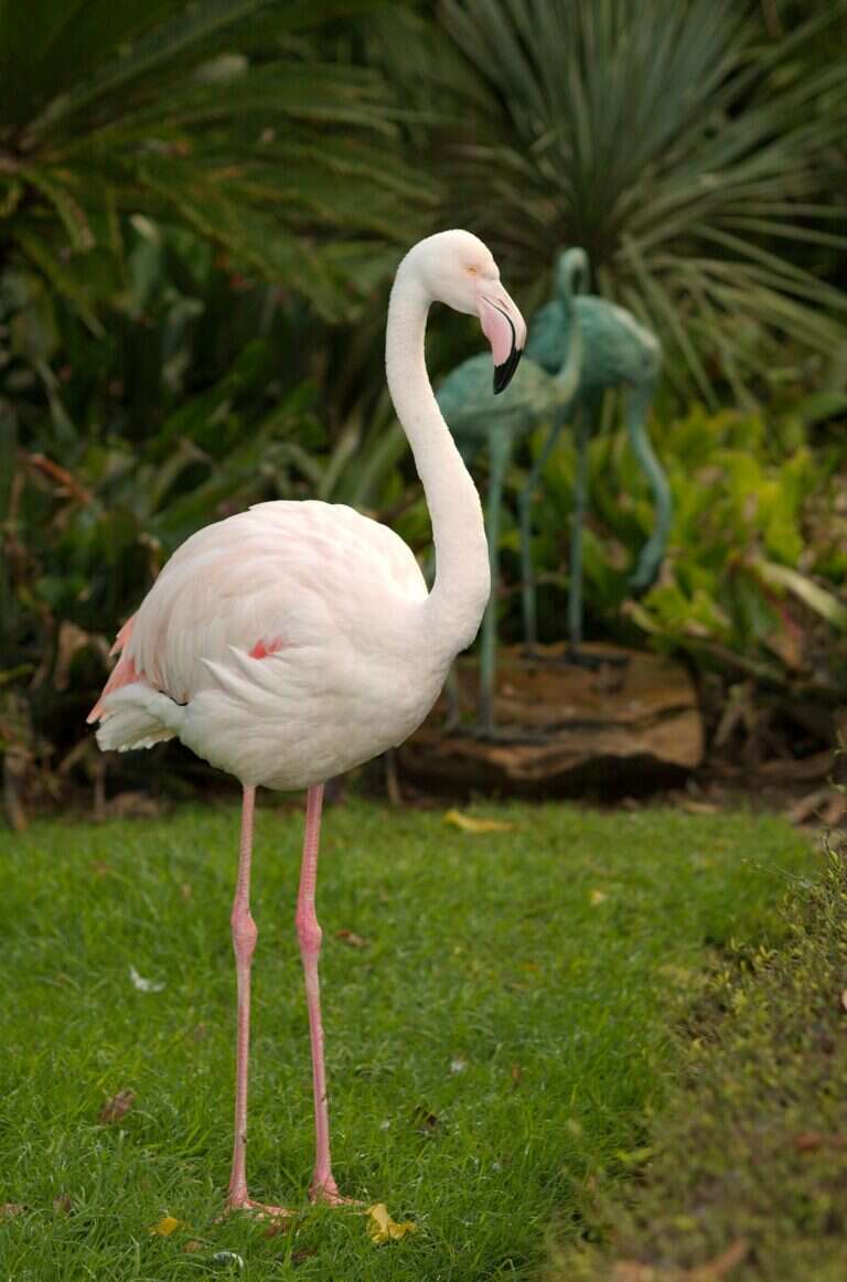 Adelaide Zoo in Adelaide, Australia