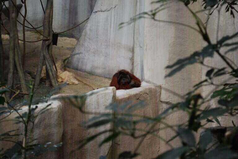 Brookfield Zoo in Chicago, United States