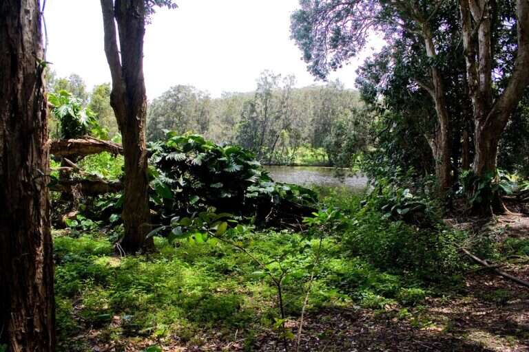 Currumbin Wildlife Sanctuary in Gold Coast, Australia
