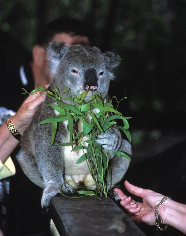 Koala Park Sanctuary in Sydney, Australia
