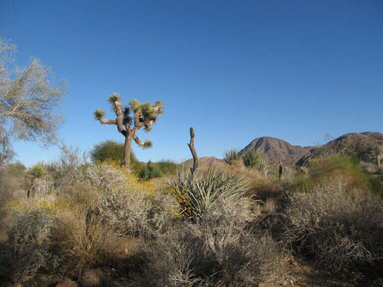 Living Desert Zoo and Gardens in Palm Desert, United States