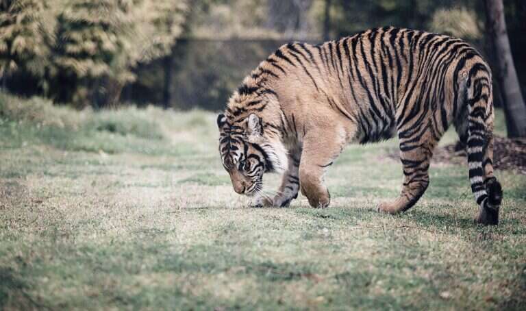Symbio Wildlife Park in Sydney, Australia