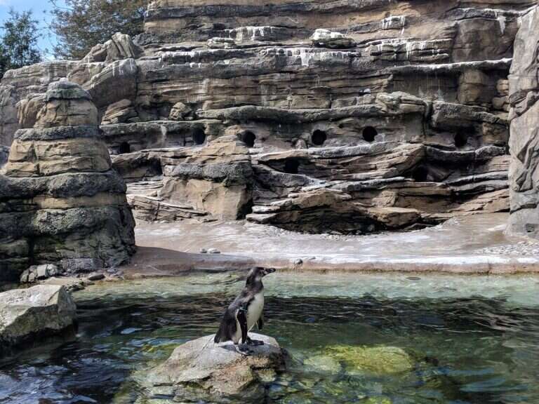 Woodland Park Zoo in Seattle, United States