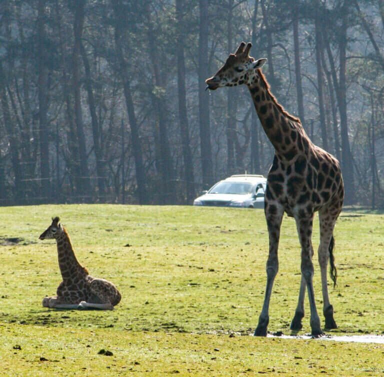 Safaripark Beekse Bergen in Tilburg, Netherlands