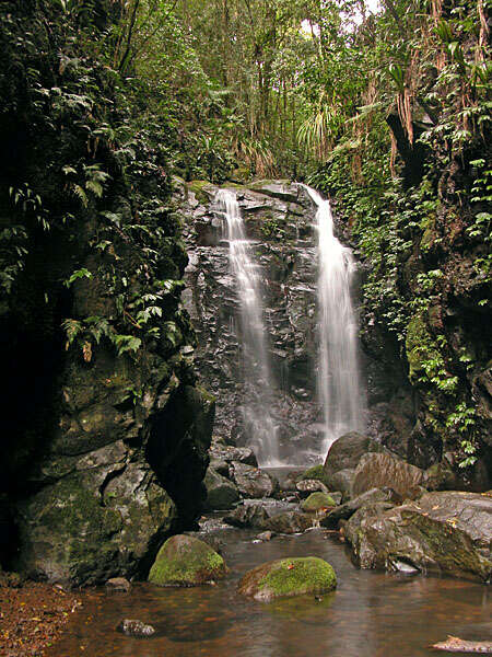 Lamington National Park in Gold Coast, Australia