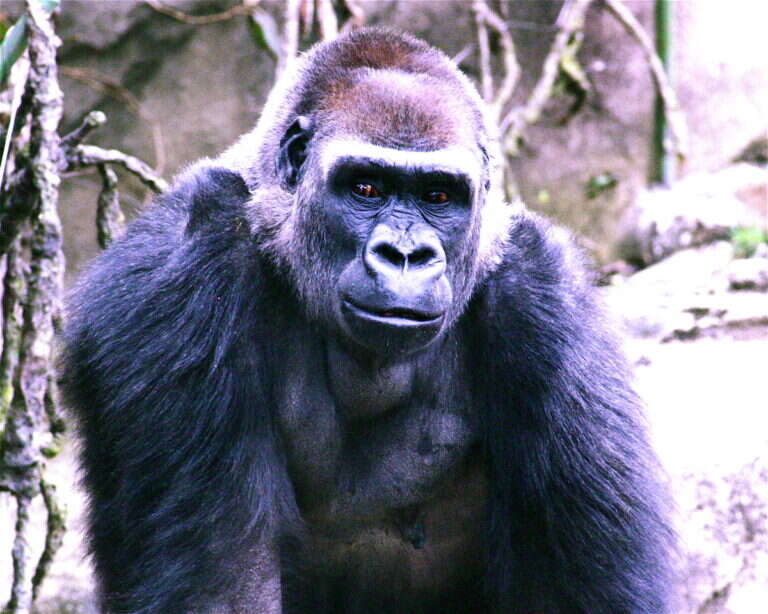 Cincinnati Zoo and Botanical Garden in Cincinnati, United States