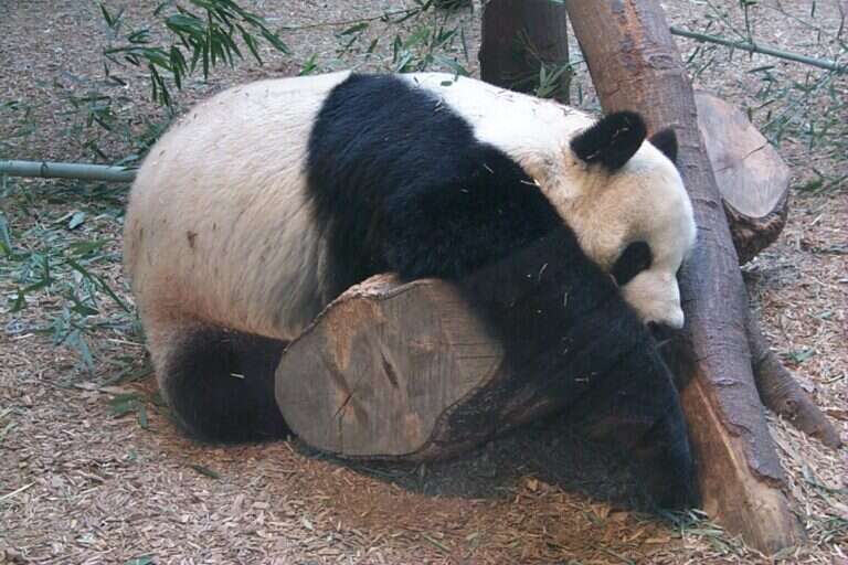 Zoo Atlanta in Atlanta, United States