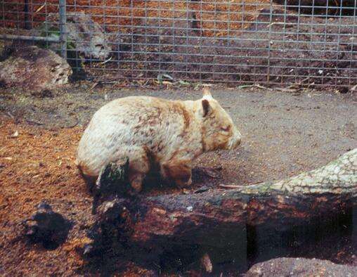 Gorge Wildlife Park in Adelaide, Australia