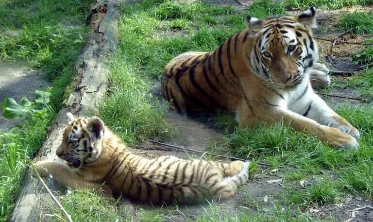 DierenPark Amersfoort in Amsterdam, Netherlands