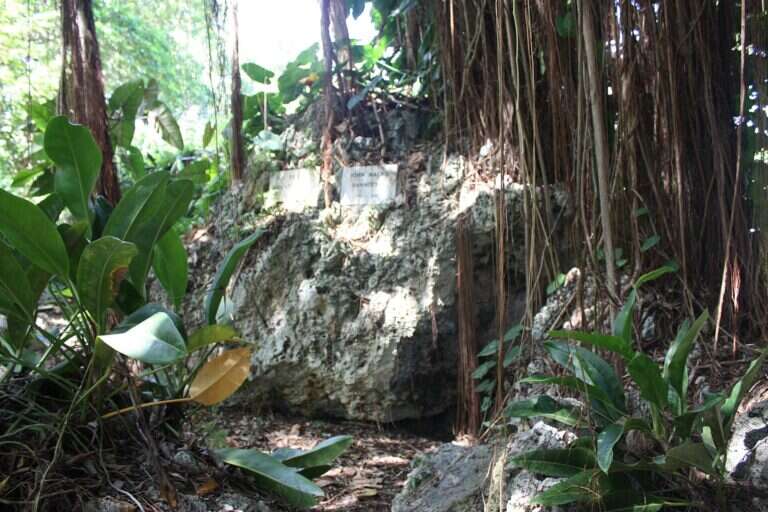 Andromeda Botanic Gardens in Barbados, North America
