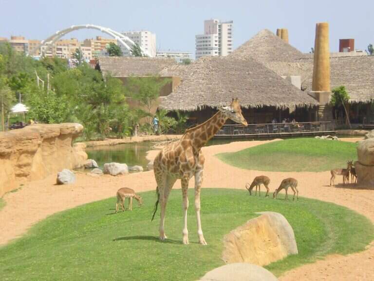 Valencia Bioparc in Valencia, Spain