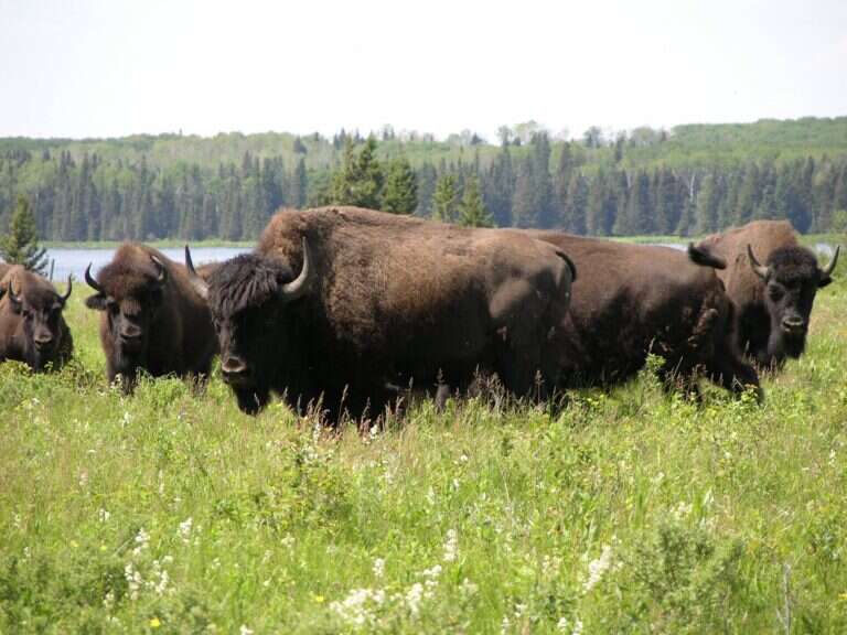 Riding Mountain National Park in Canada, North America