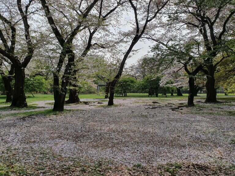 Yoyogi Park in Tokyo, Japan