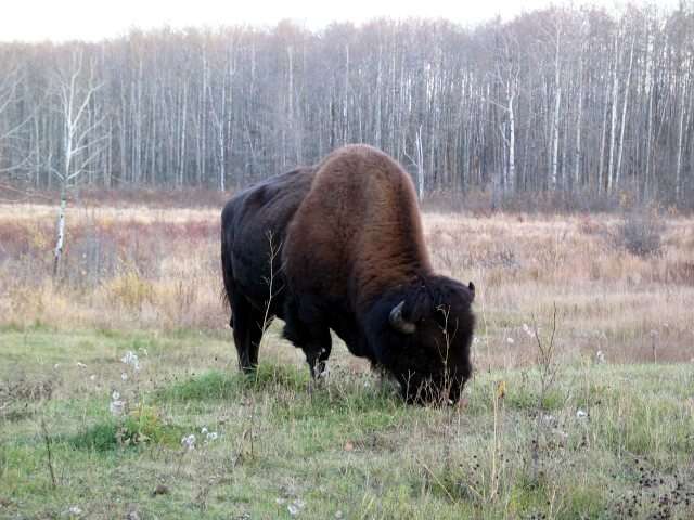 Elk Island National Park in Edmonton, Canada