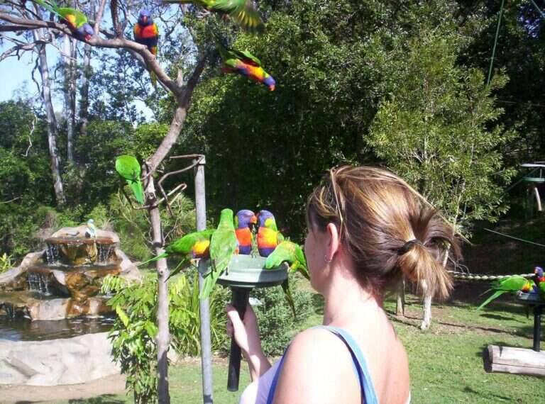 Lone Pine Koala Sanctuary in Brisbane, Australia