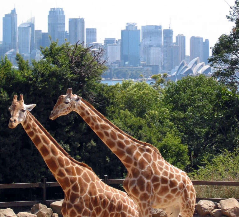 Taronga Zoo in Sydney, Australia